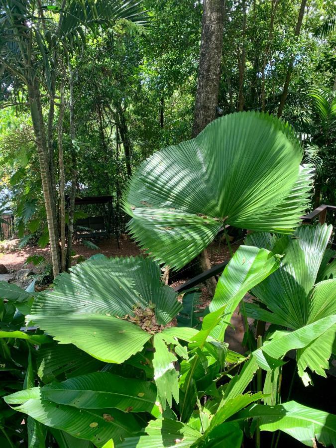 Cairns Rainforest Retreat 외부 사진